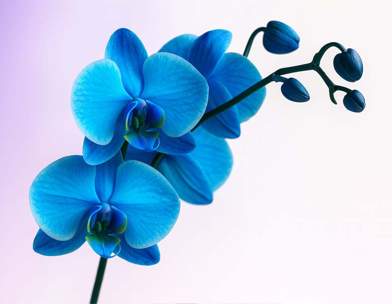Mavi Orkide Fiyatları 2026  
