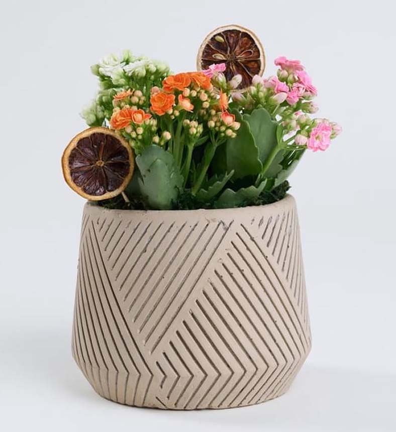 Geometrik Çizgili Saksıda Kalanchoe Bahçesi