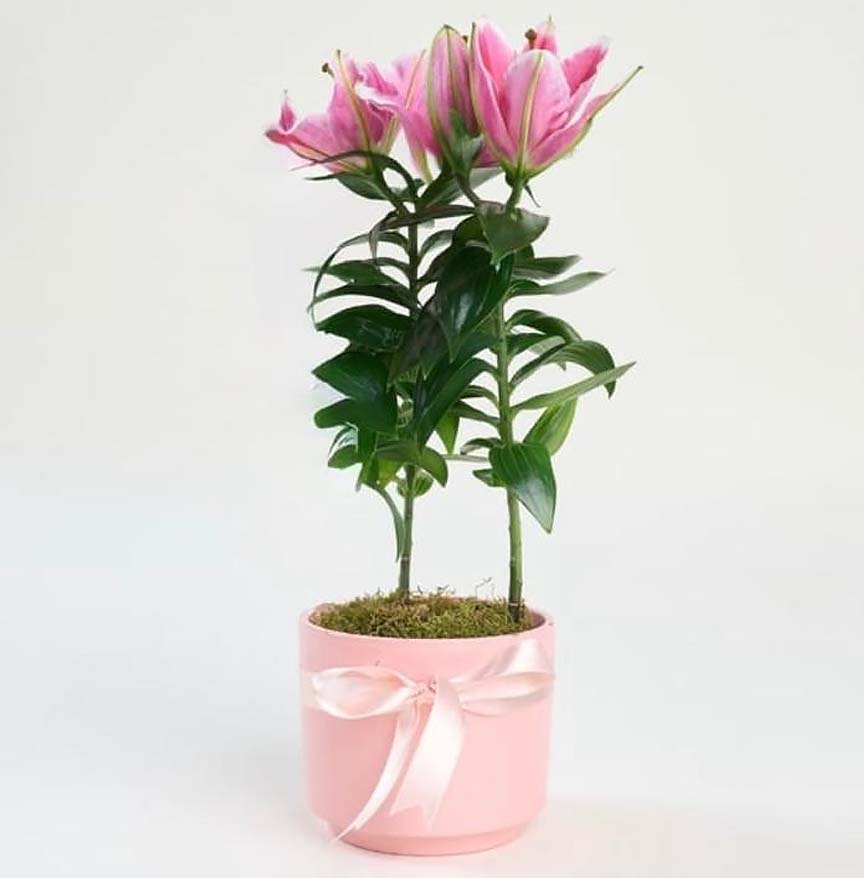 Pembe Beton Saksıda Pembe Lilyum