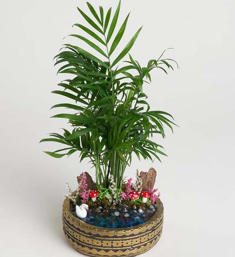 Ring Saksıda Chamadora Bitkisi Teraryum