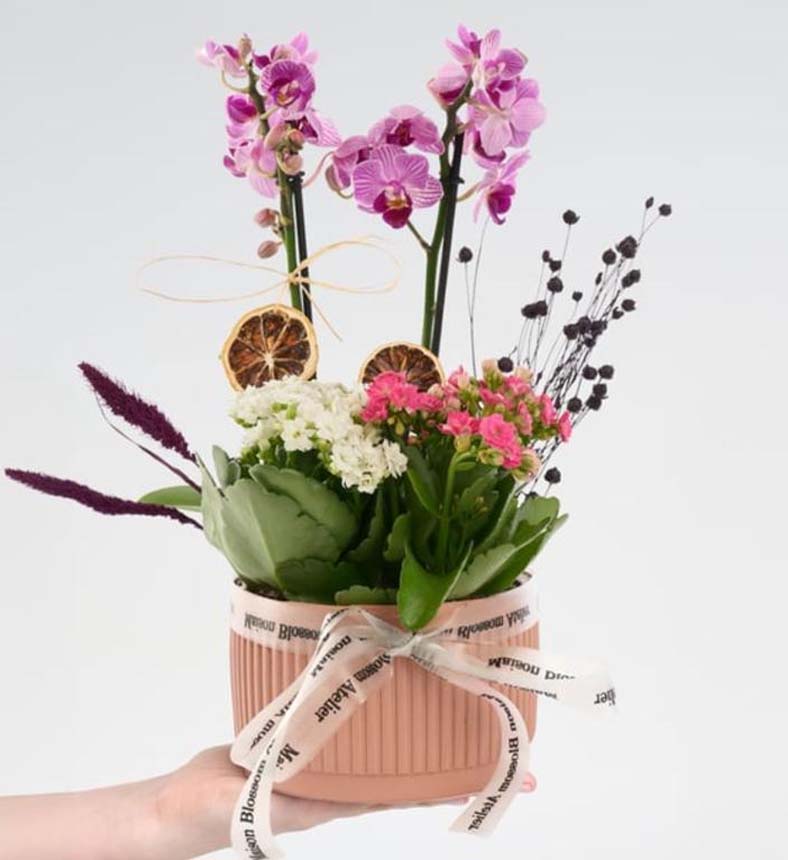 Mini Mor Orkide ve Kalanchoe