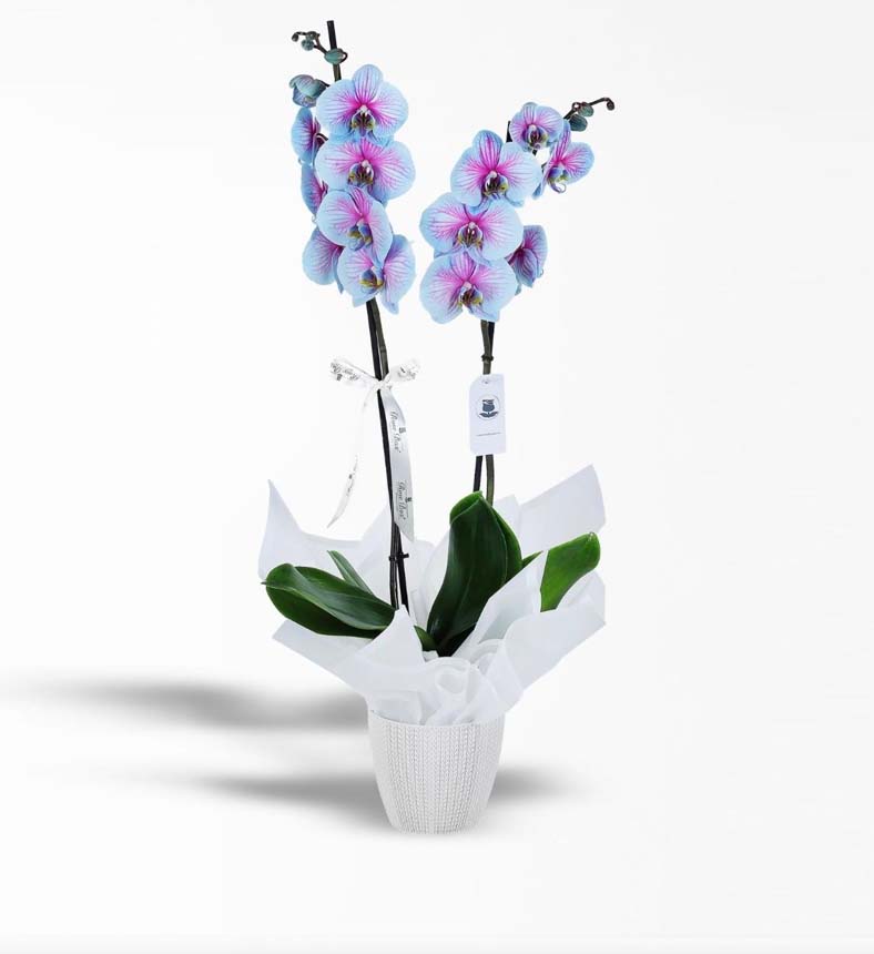 2 Dallı Pembe Mavi Orkide